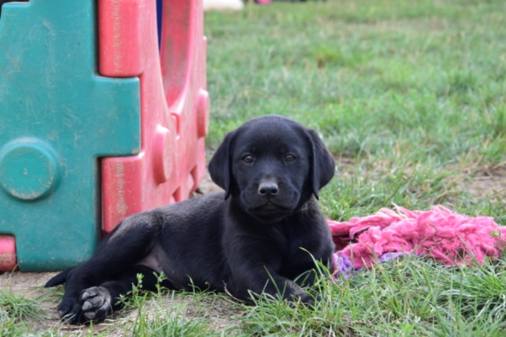 Du Grand Etricher - Chiot disponible  - Labrador Retriever