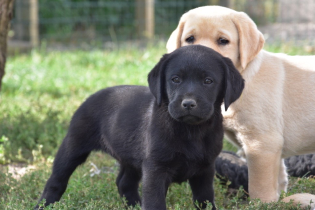 Du Grand Etricher - Chiot disponible  - Labrador Retriever