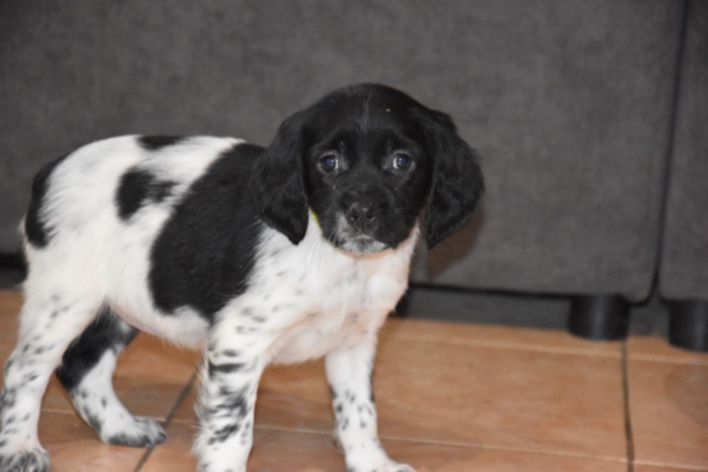 Du Grand Etricher - Chiot disponible  - Epagneul Breton