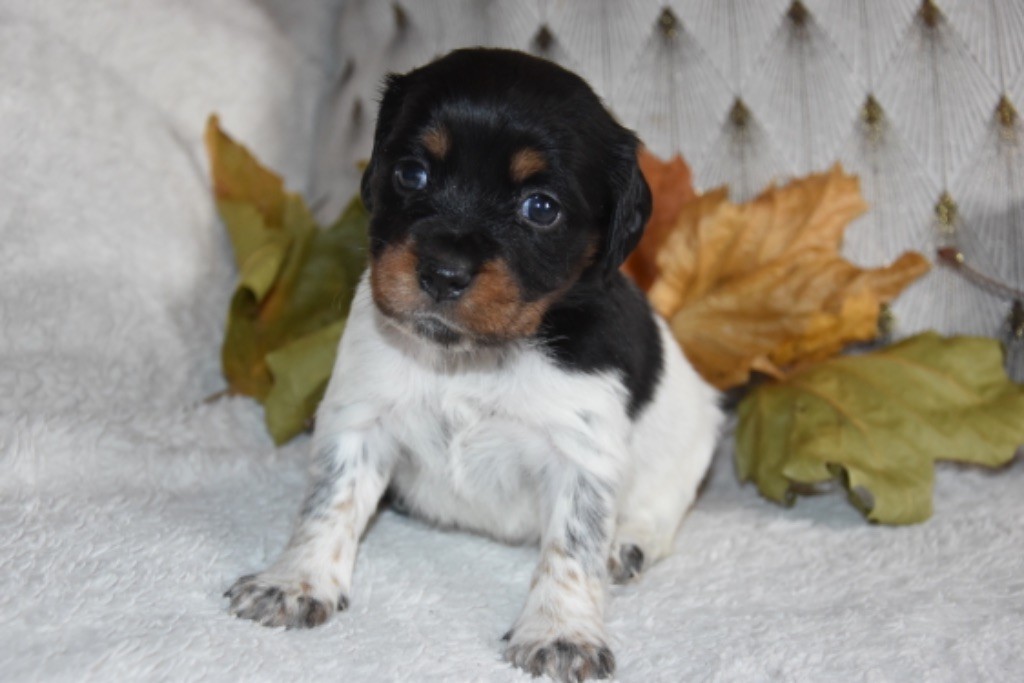 Du Grand Etricher - Chiot disponible  - Epagneul Breton