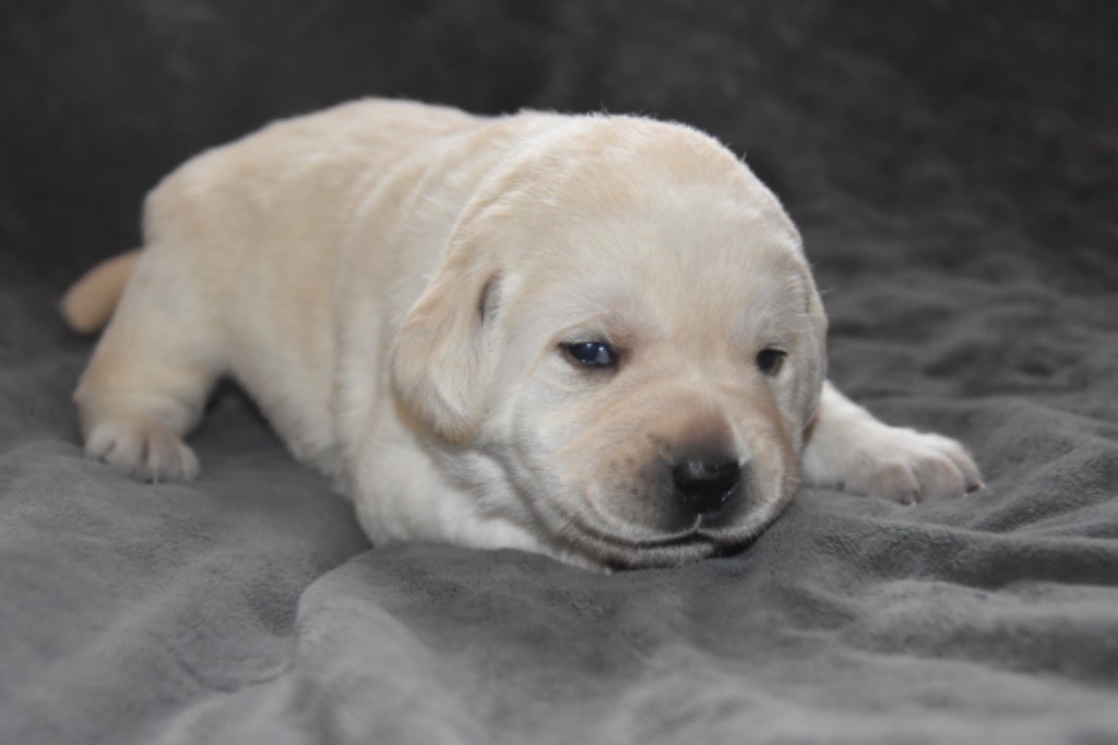 Du Grand Etricher - Chiot disponible  - Labrador Retriever