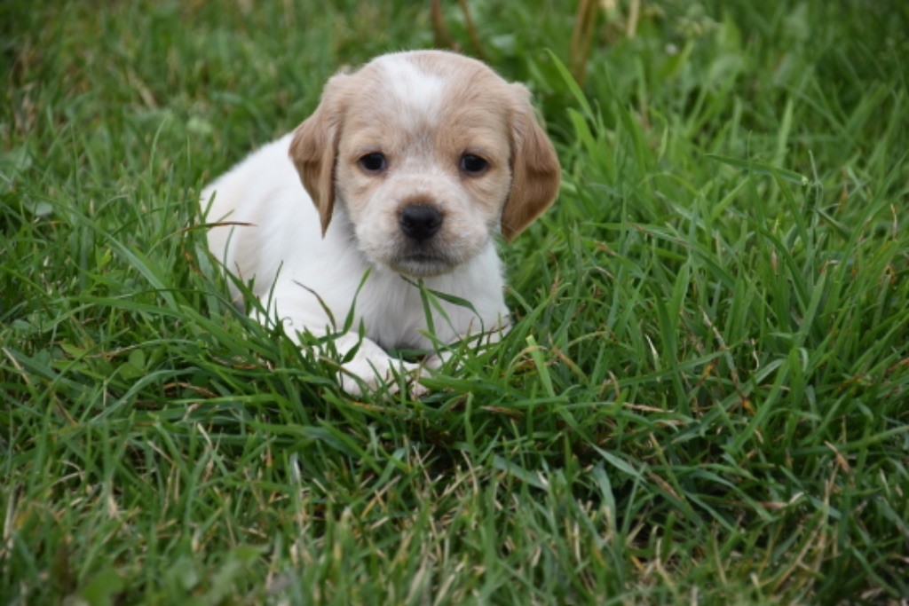 Du Grand Etricher - Chiot disponible  - Epagneul Breton