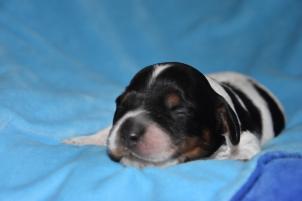 Du Grand Etricher - Chiot disponible  - Epagneul Breton