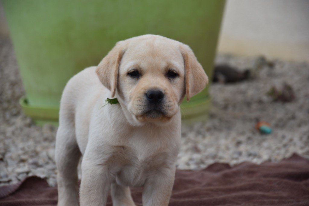 Du Grand Etricher - Chiot disponible  - Labrador Retriever