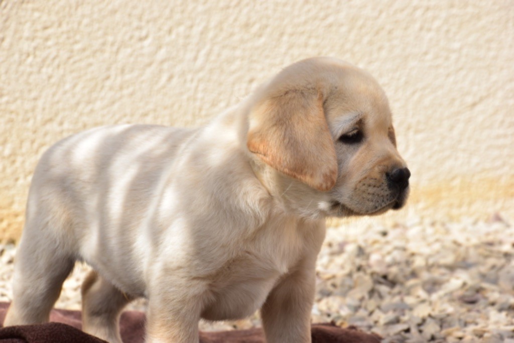 Du Grand Etricher - Chiot disponible  - Labrador Retriever