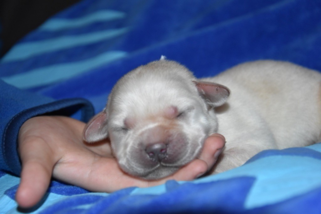 Du Grand Etricher - Chiot disponible  - Labrador Retriever