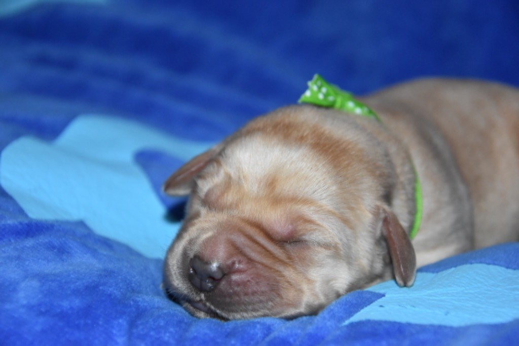 Du Grand Etricher - Chiot disponible  - Labrador Retriever