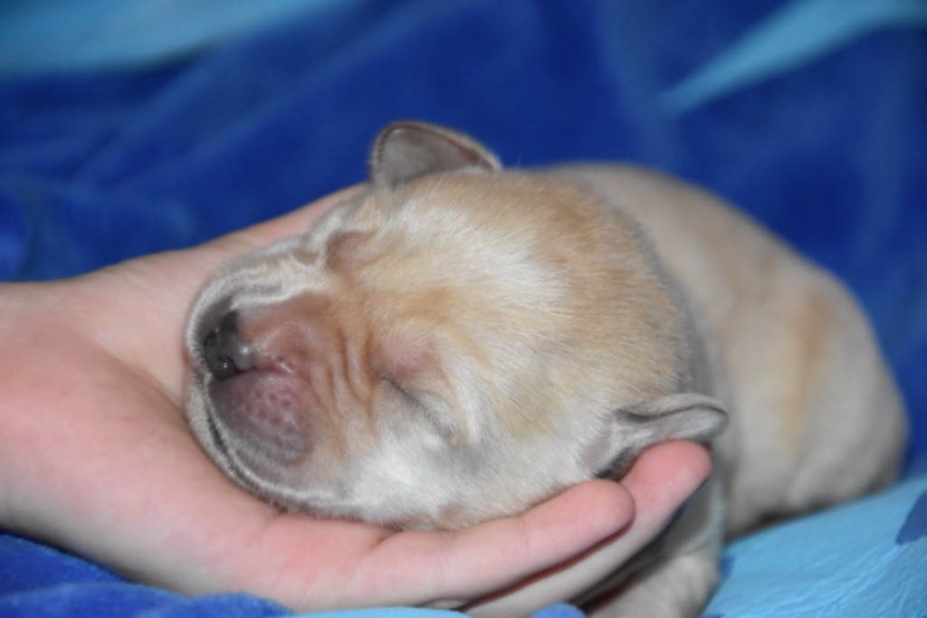 Du Grand Etricher - Chiot disponible  - Labrador Retriever