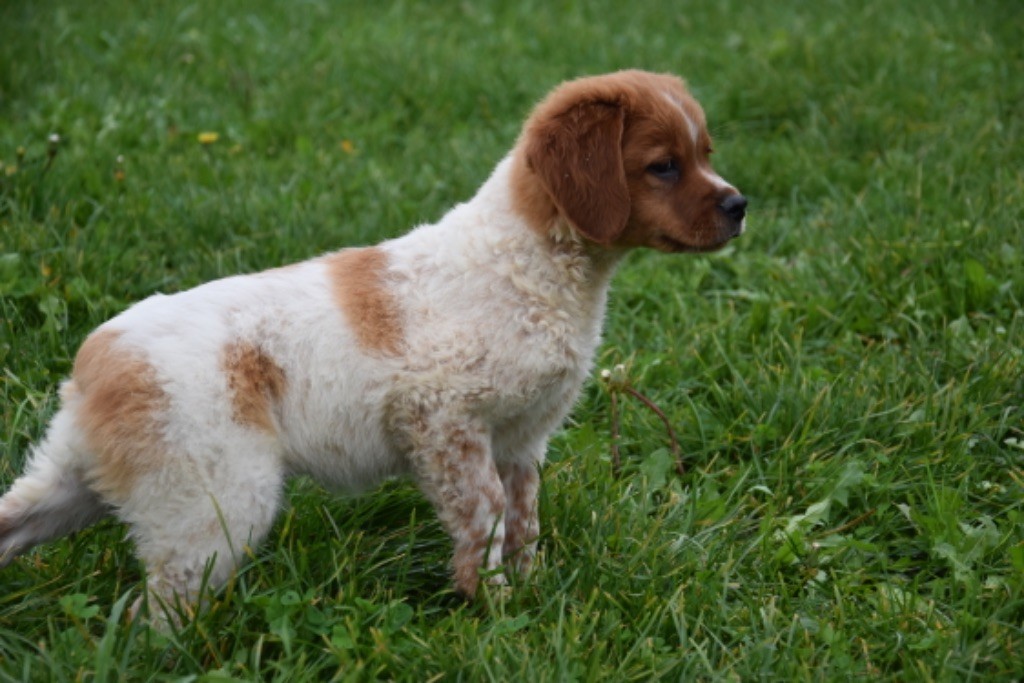 Du Grand Etricher - Chiot disponible  - Epagneul Breton