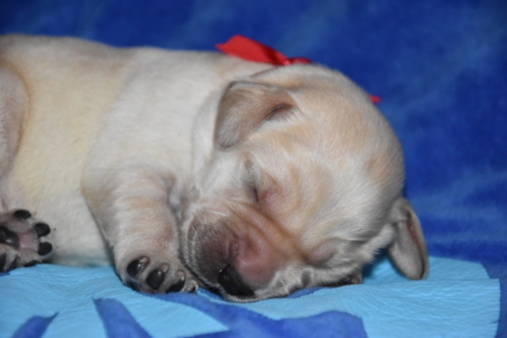 Du Grand Etricher - Chiot disponible  - Labrador Retriever