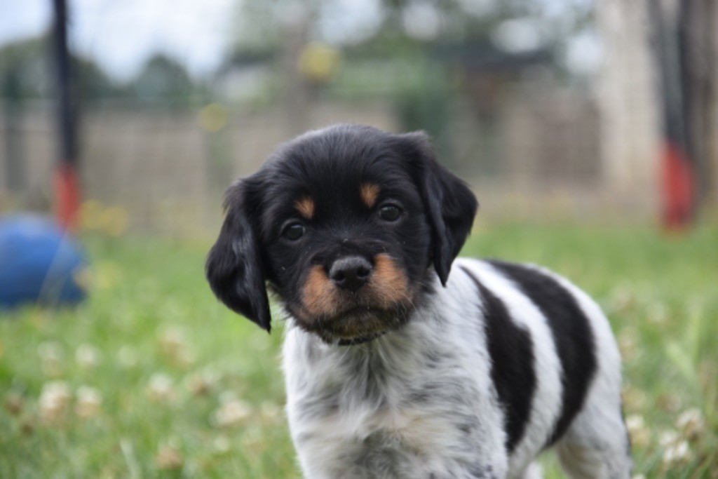 Du Grand Etricher - Chiot disponible  - Epagneul Breton