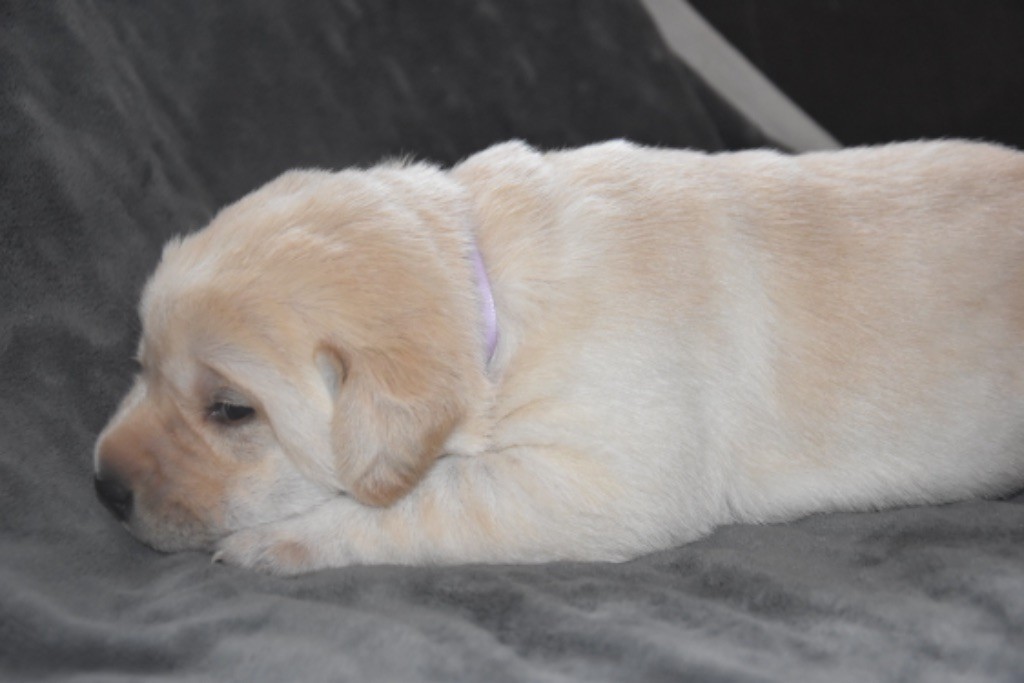 Du Grand Etricher - Chiot disponible  - Labrador Retriever