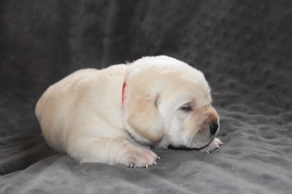 Du Grand Etricher - Chiot disponible  - Labrador Retriever