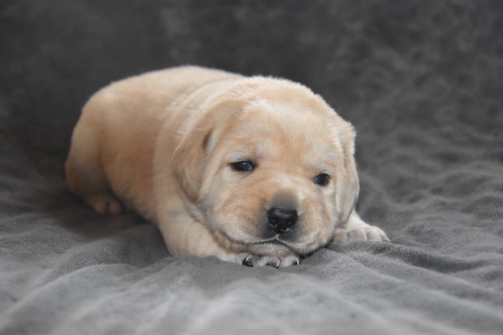 Du Grand Etricher - Chiot disponible  - Labrador Retriever