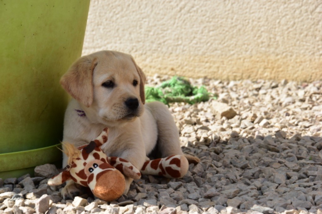 Du Grand Etricher - Chiot disponible  - Labrador Retriever