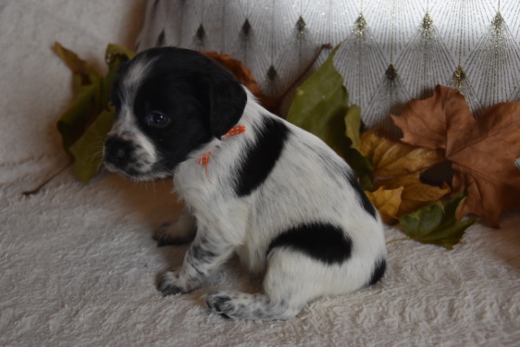 Du Grand Etricher - Chiot disponible  - Epagneul Breton