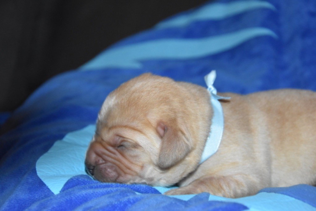 Du Grand Etricher - Chiot disponible  - Labrador Retriever