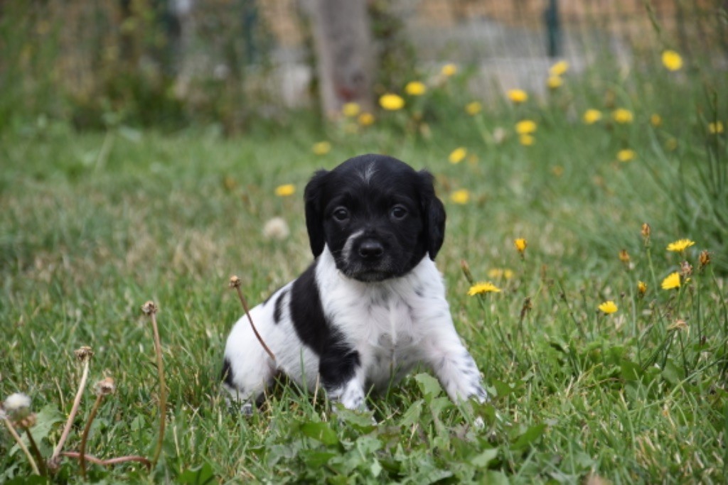 Du Grand Etricher - Chiot disponible  - Epagneul Breton