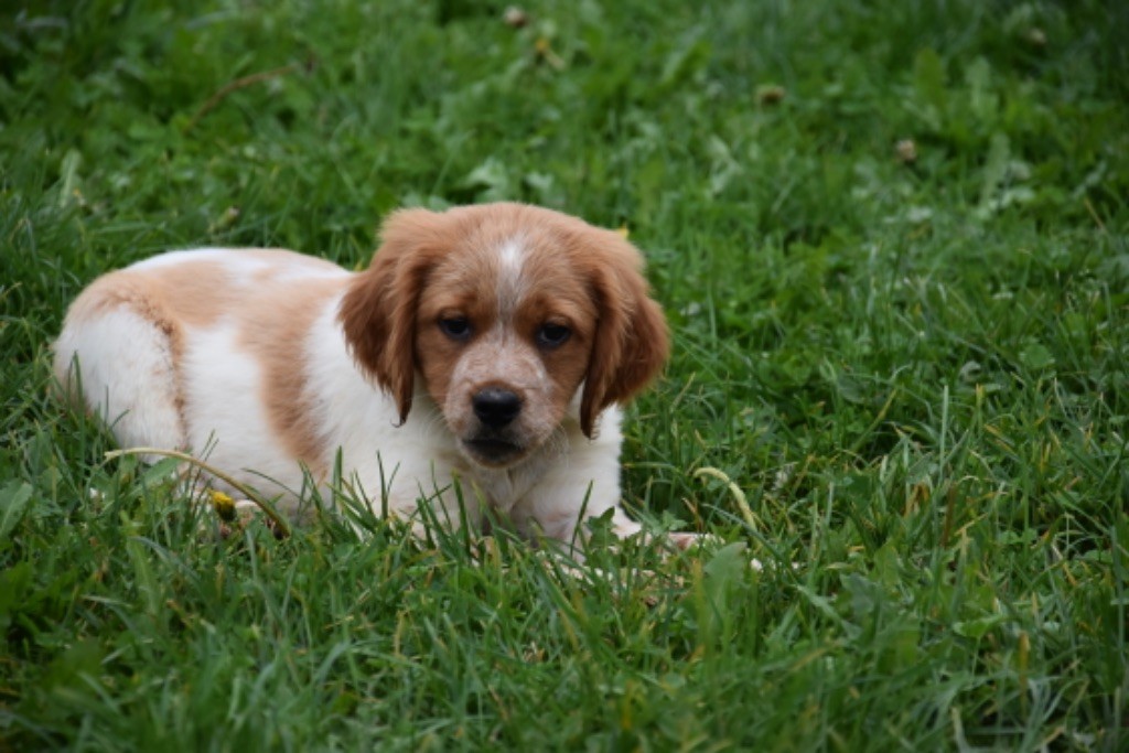 Du Grand Etricher - Chiot disponible  - Epagneul Breton