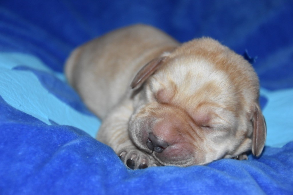 Du Grand Etricher - Chiot disponible  - Labrador Retriever