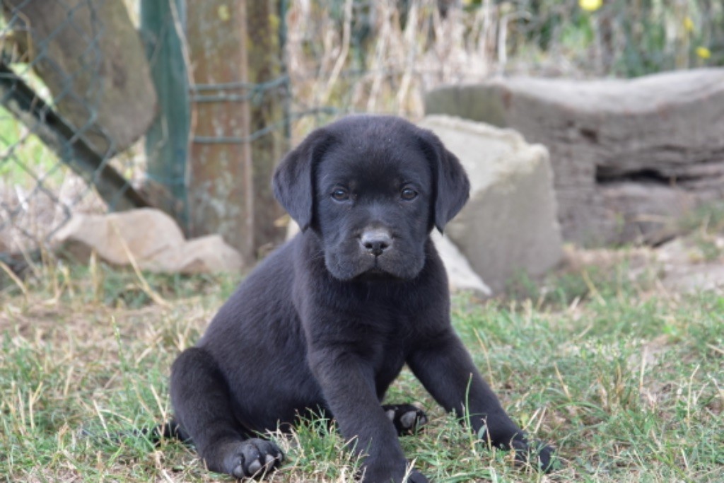 Du Grand Etricher - Chiot disponible  - Labrador Retriever