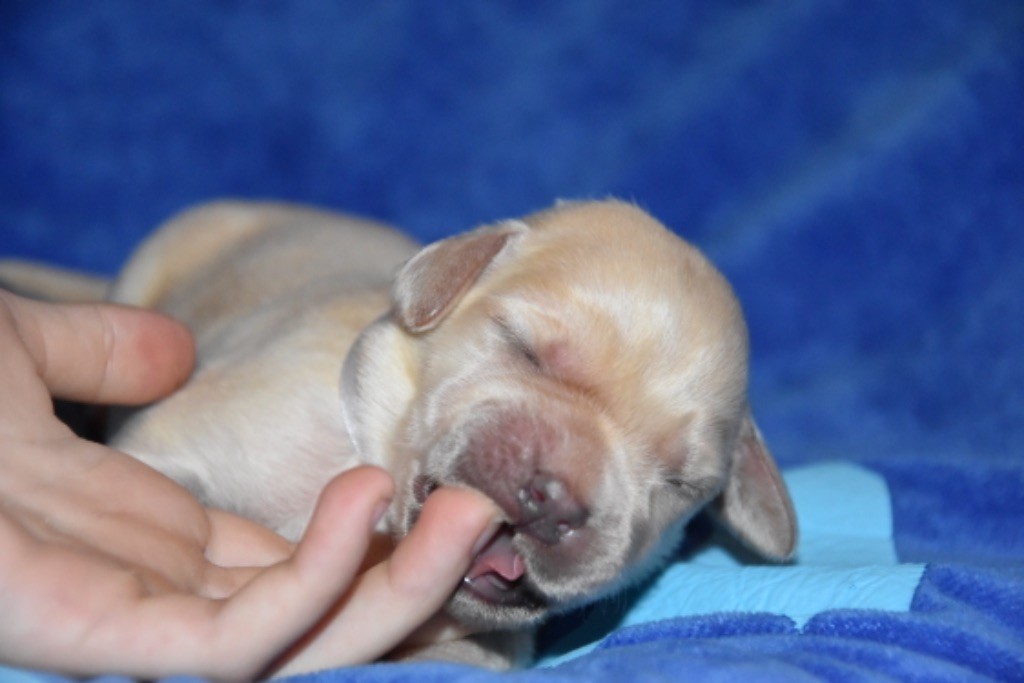 Du Grand Etricher - Chiot disponible  - Labrador Retriever