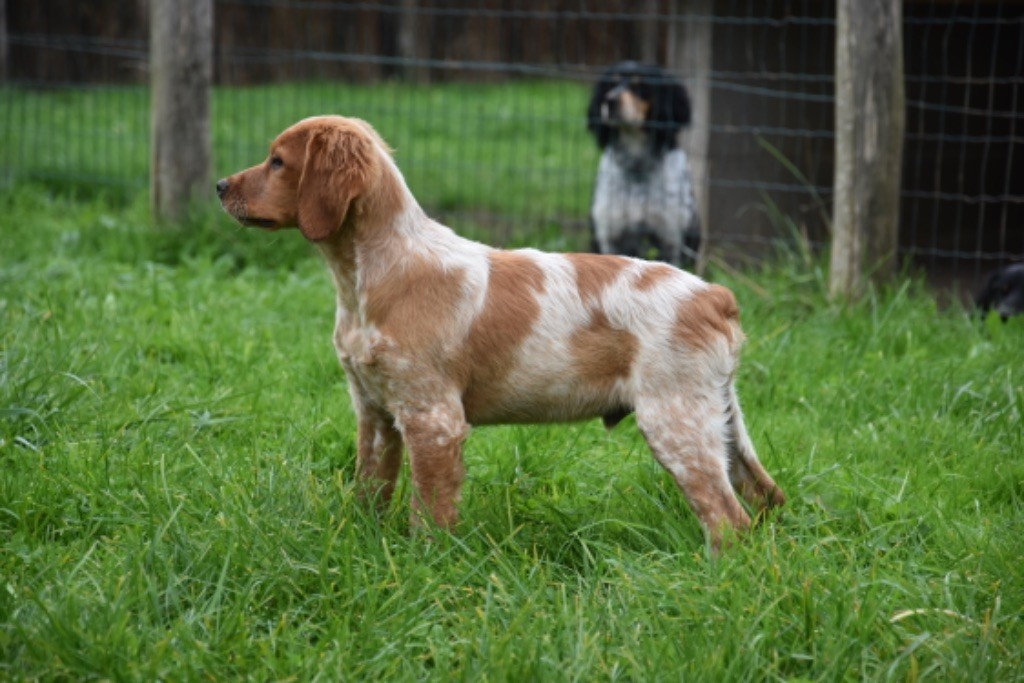 Du Grand Etricher - Chiot disponible  - Epagneul Breton