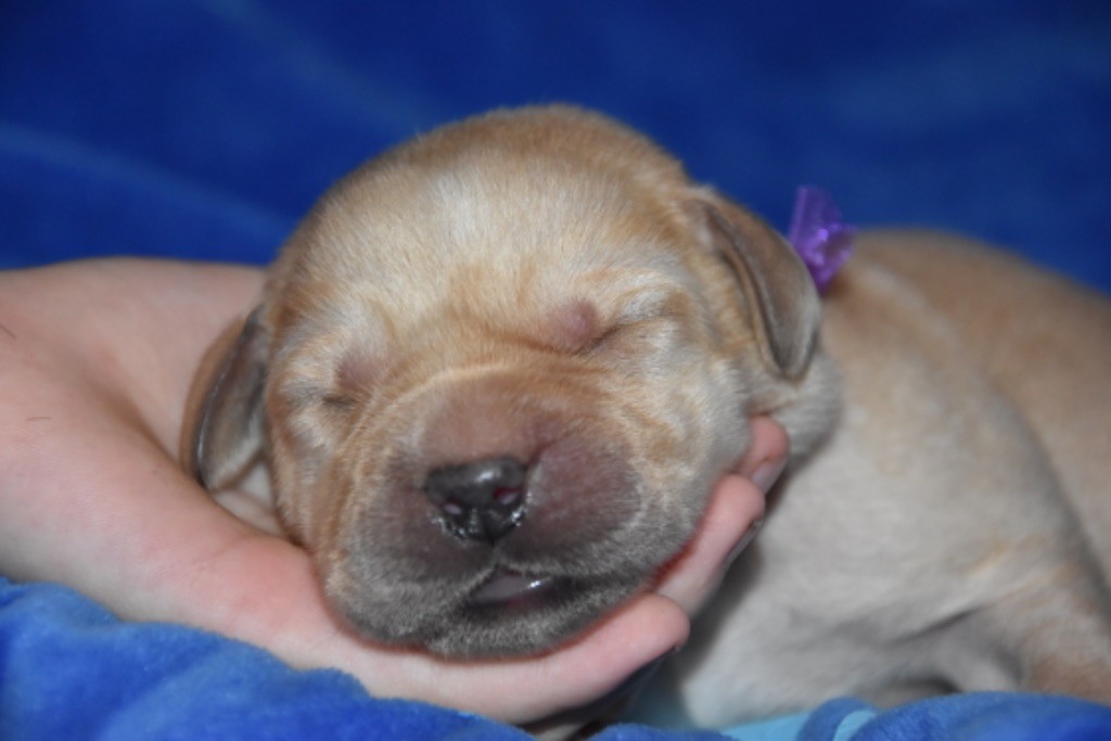 Du Grand Etricher - Chiot disponible  - Labrador Retriever