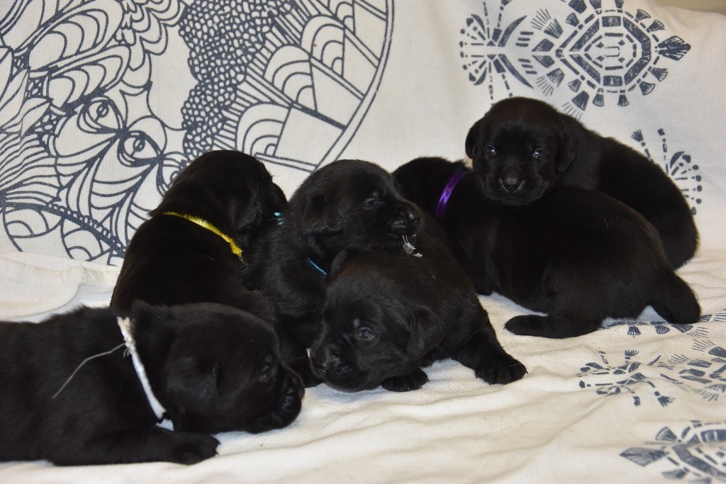 chiot Labrador Retriever Du Grand Etricher