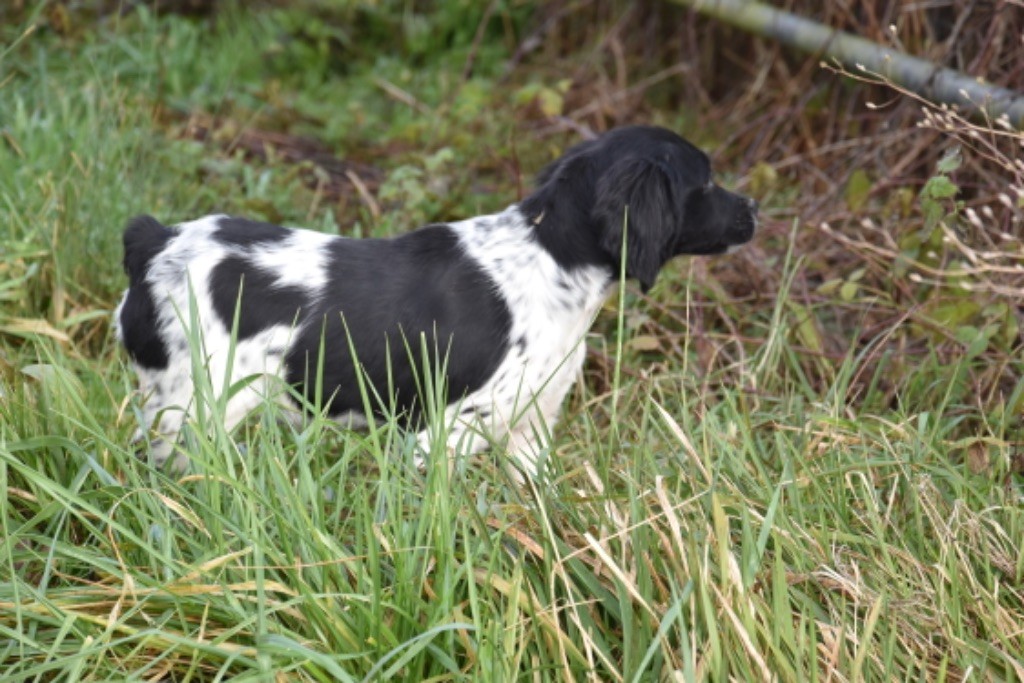 Du Grand Etricher - Chiot disponible  - Epagneul Breton