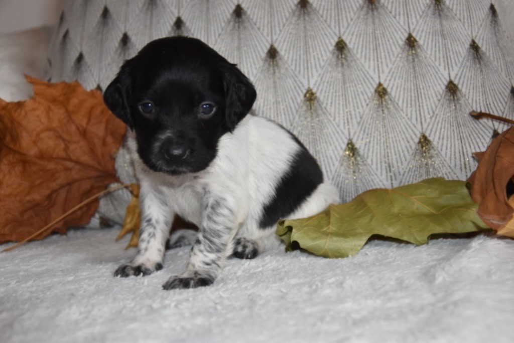 Du Grand Etricher - Chiot disponible  - Epagneul Breton