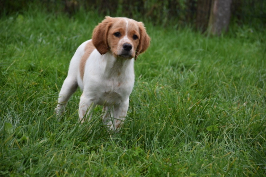 Du Grand Etricher - Chiot disponible  - Epagneul Breton