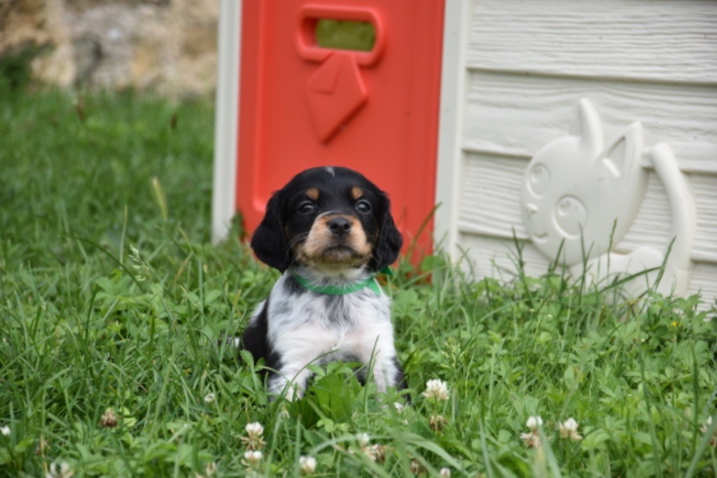 Du Grand Etricher - Chiot disponible  - Epagneul Breton