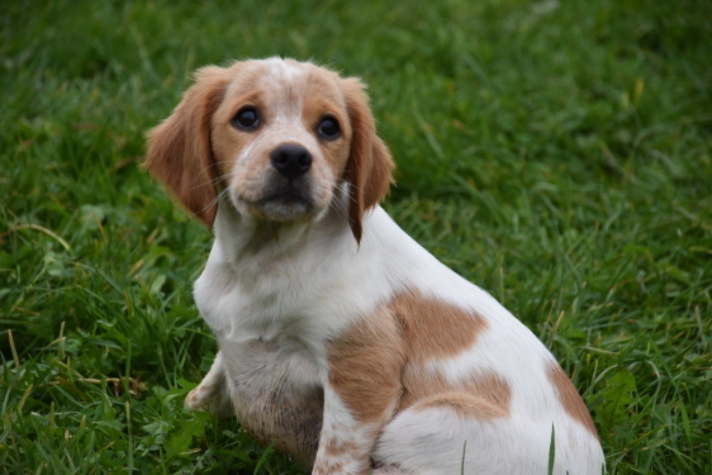 Du Grand Etricher - Chiot disponible  - Epagneul Breton