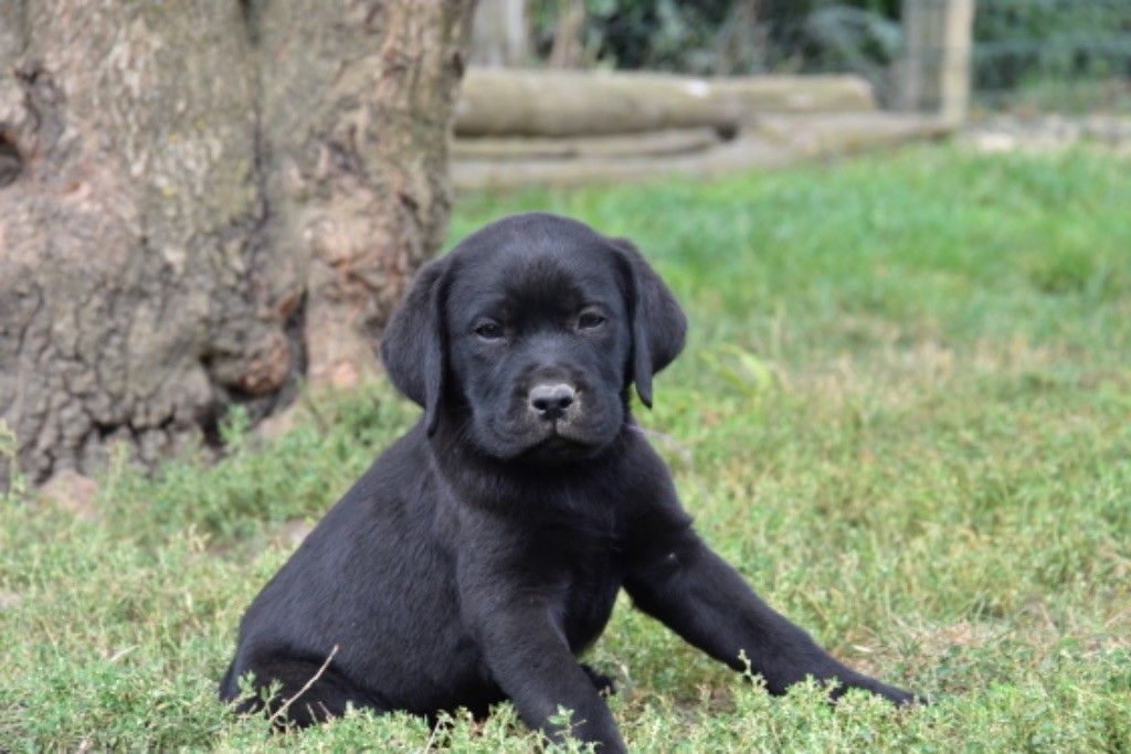 Du Grand Etricher - Chiot disponible  - Labrador Retriever