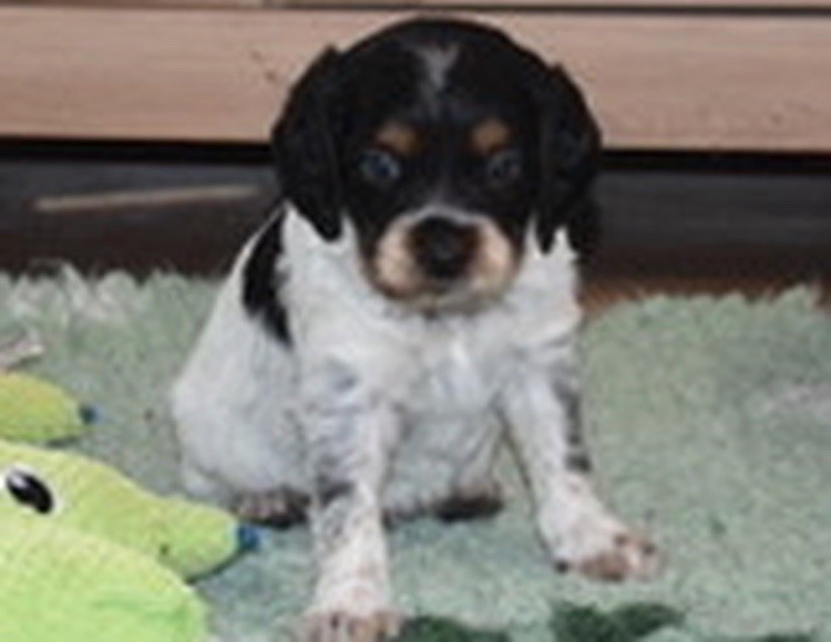 Du Grand Etricher - Chiot disponible  - Epagneul Breton