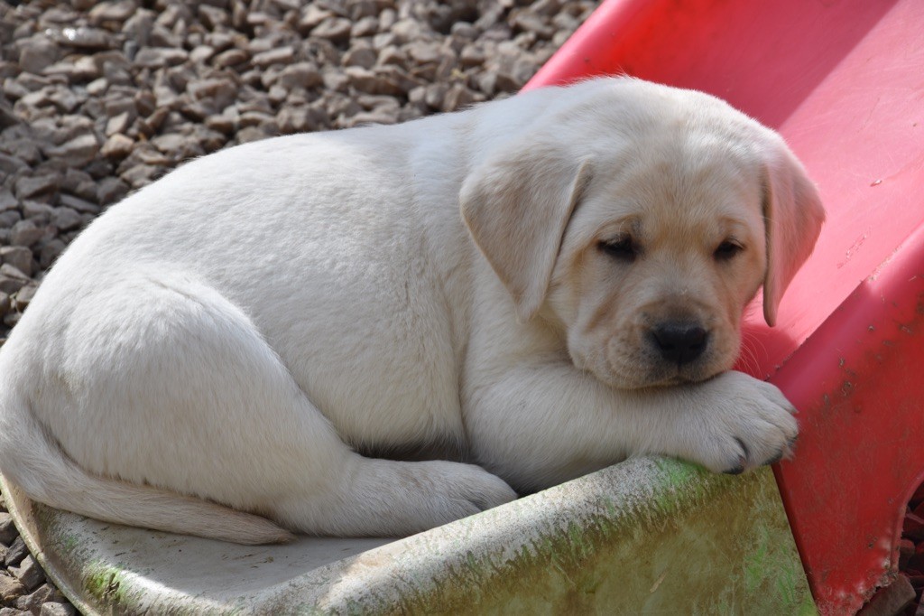 Chiots LABRADORS Sables 