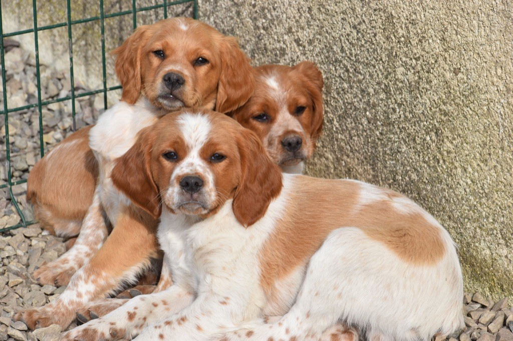 Chiots Epagneuls Bretons Disponibles 