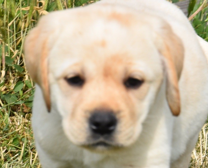 Du Grand Etricher - Chiots disponibles - Labrador Retriever