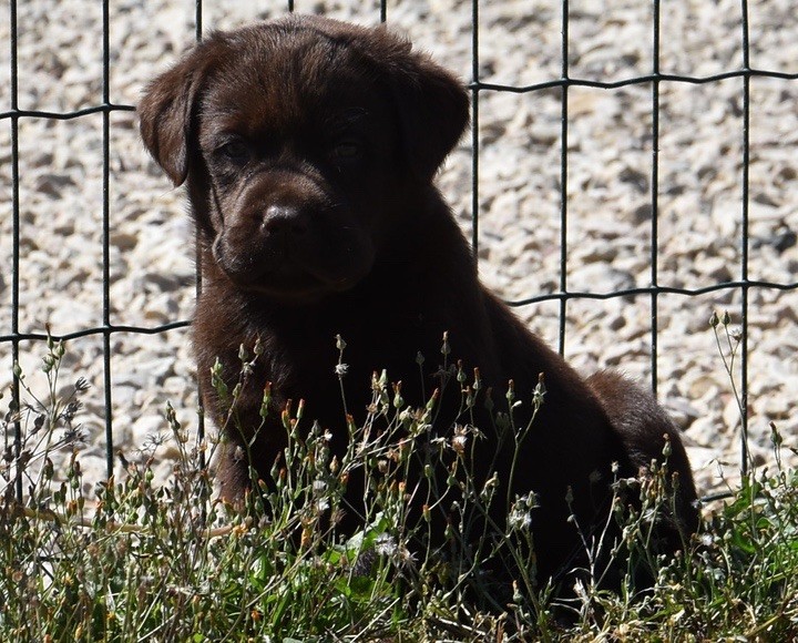 Du Grand Etricher - Chiots disponibles - Labrador Retriever