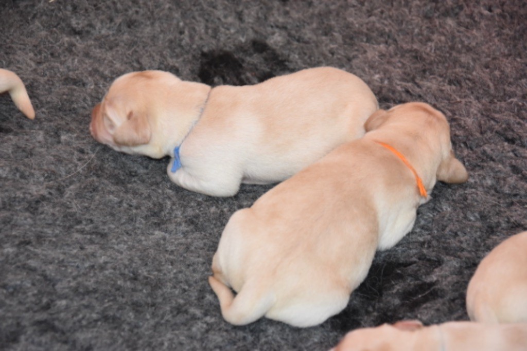Du Grand Etricher - Chiots disponibles - Labrador Retriever