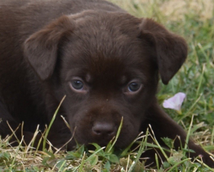 Du Grand Etricher - Chiots disponibles - Labrador Retriever