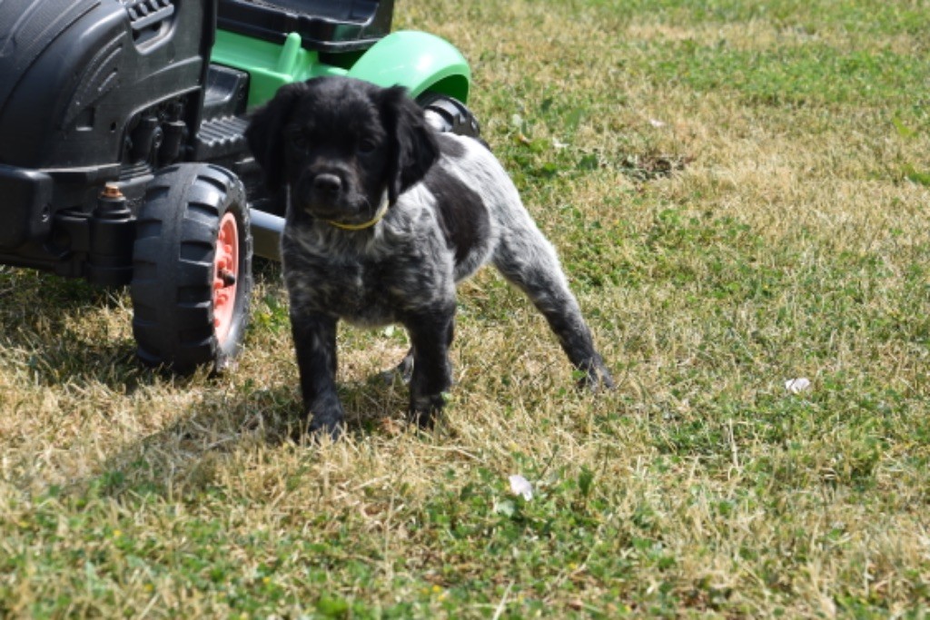 Du Grand Etricher - Chiots disponibles - Epagneul Breton
