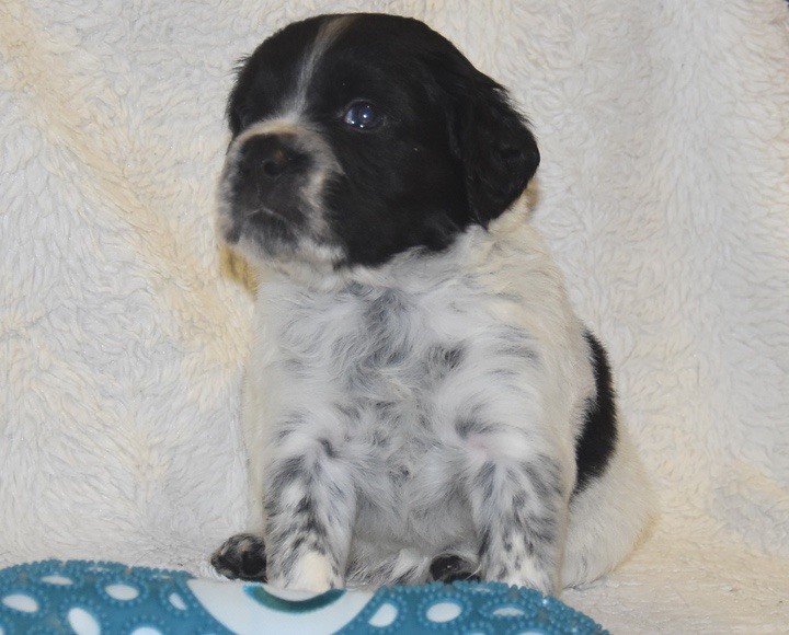 Du Grand Etricher - Chiots disponibles - Epagneul Breton