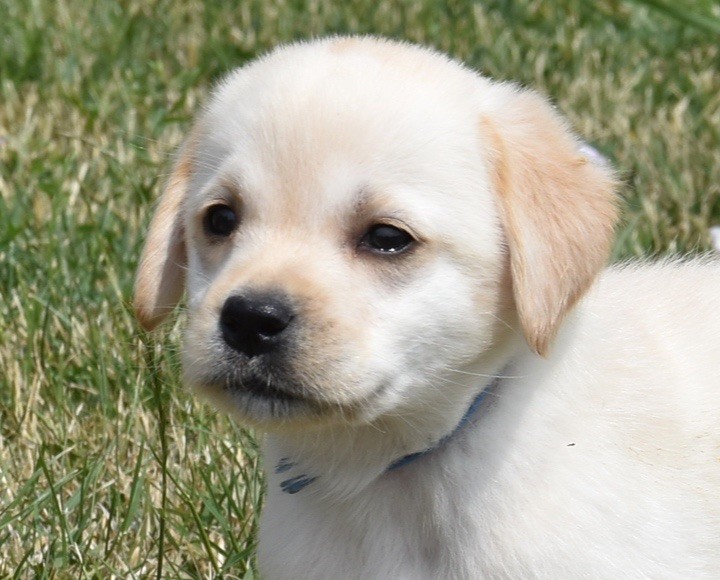 Du Grand Etricher - Chiots disponibles - Labrador Retriever