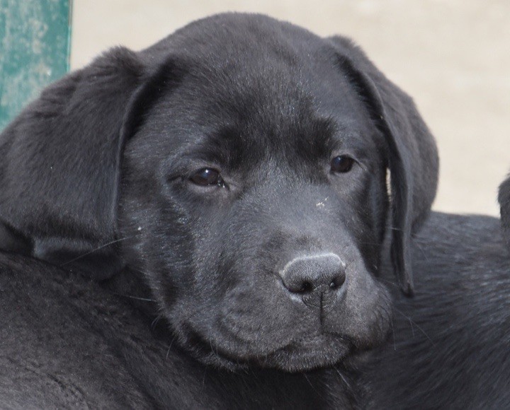 Du Grand Etricher - Chiots disponibles - Labrador Retriever