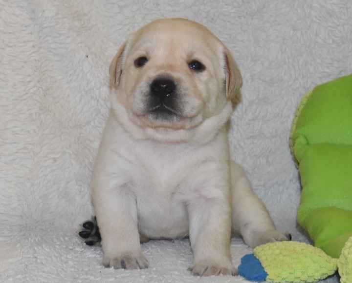 Du Grand Etricher - Chiots disponibles - Labrador Retriever