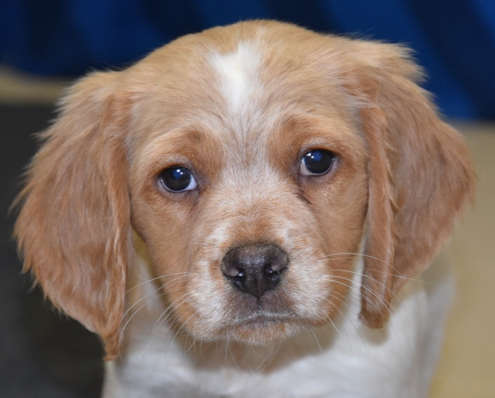 Du Grand Etricher - Chiots disponibles - Epagneul Breton