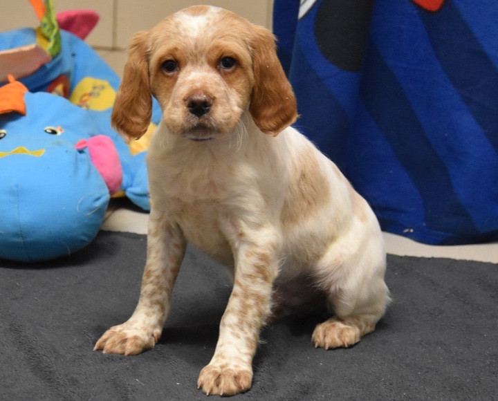 Du Grand Etricher - Chiots disponibles - Epagneul Breton