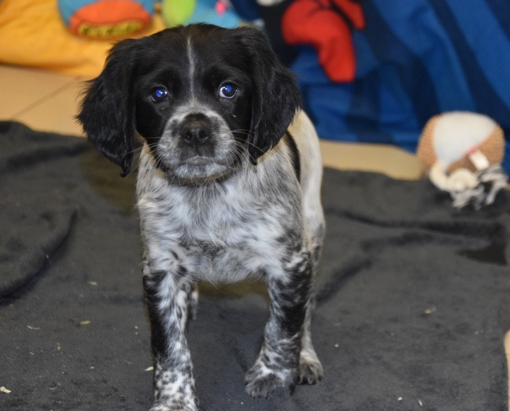 Du Grand Etricher - Chiots disponibles - Epagneul Breton